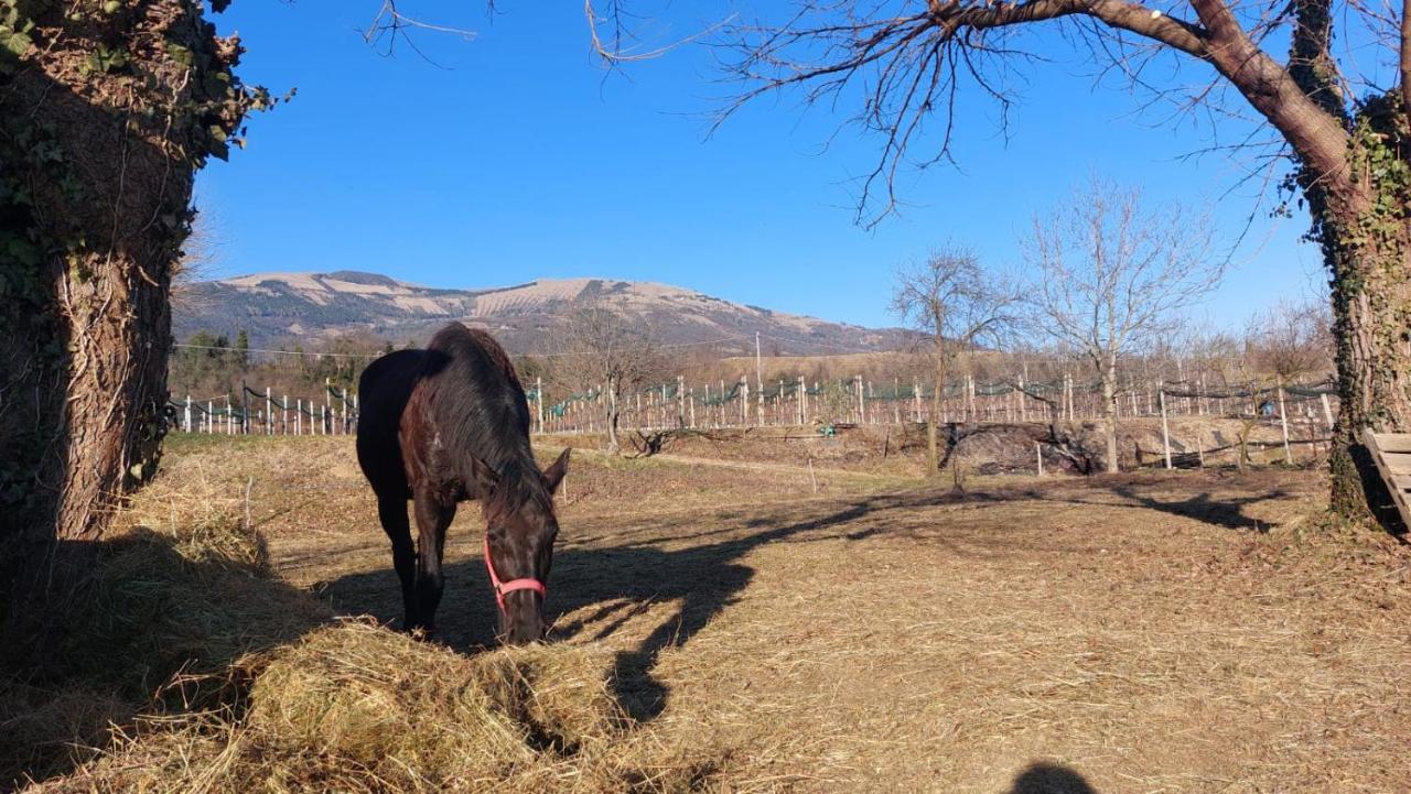 Willa La Caneveta Al Piave Valdobbiadene Zewnętrze zdjęcie